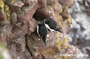 PingouinTorda_BelvoixMaurice_1